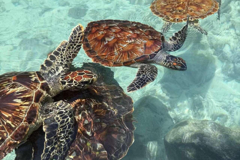 Zanzibar: Sea turtle Swim at Salam cave in Kizimkazi village Zanzibar: Swim with sanctuary Tortoise at salam and transfer