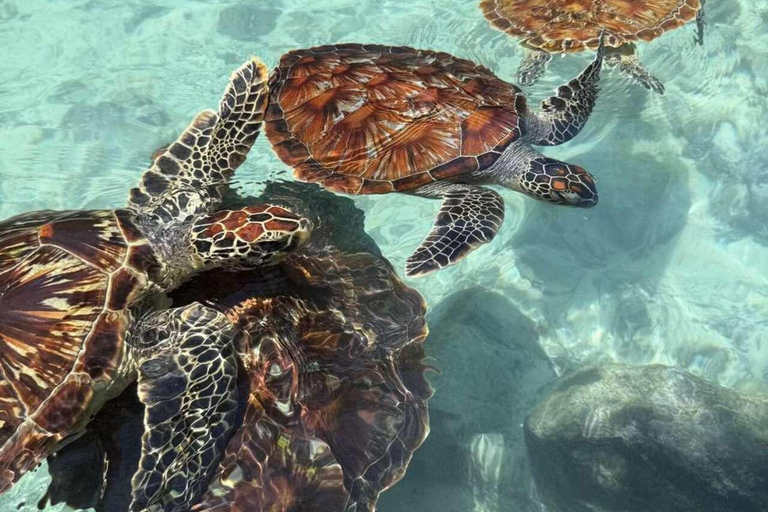 Zanzibar: Sea turtle Swim at Salam cave in Kizimkazi village Zanzibar: Swim with sanctuary Tortoise at salam and transfer