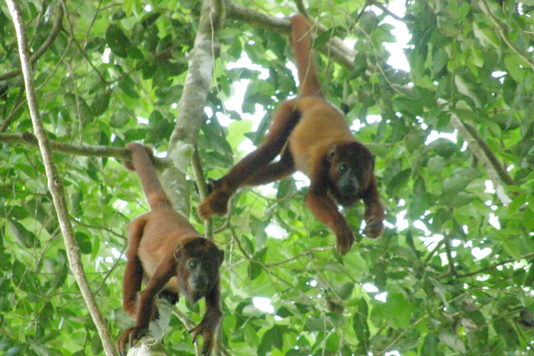 Puerto Maldonado: Tambopata River Sunset Boat Tour