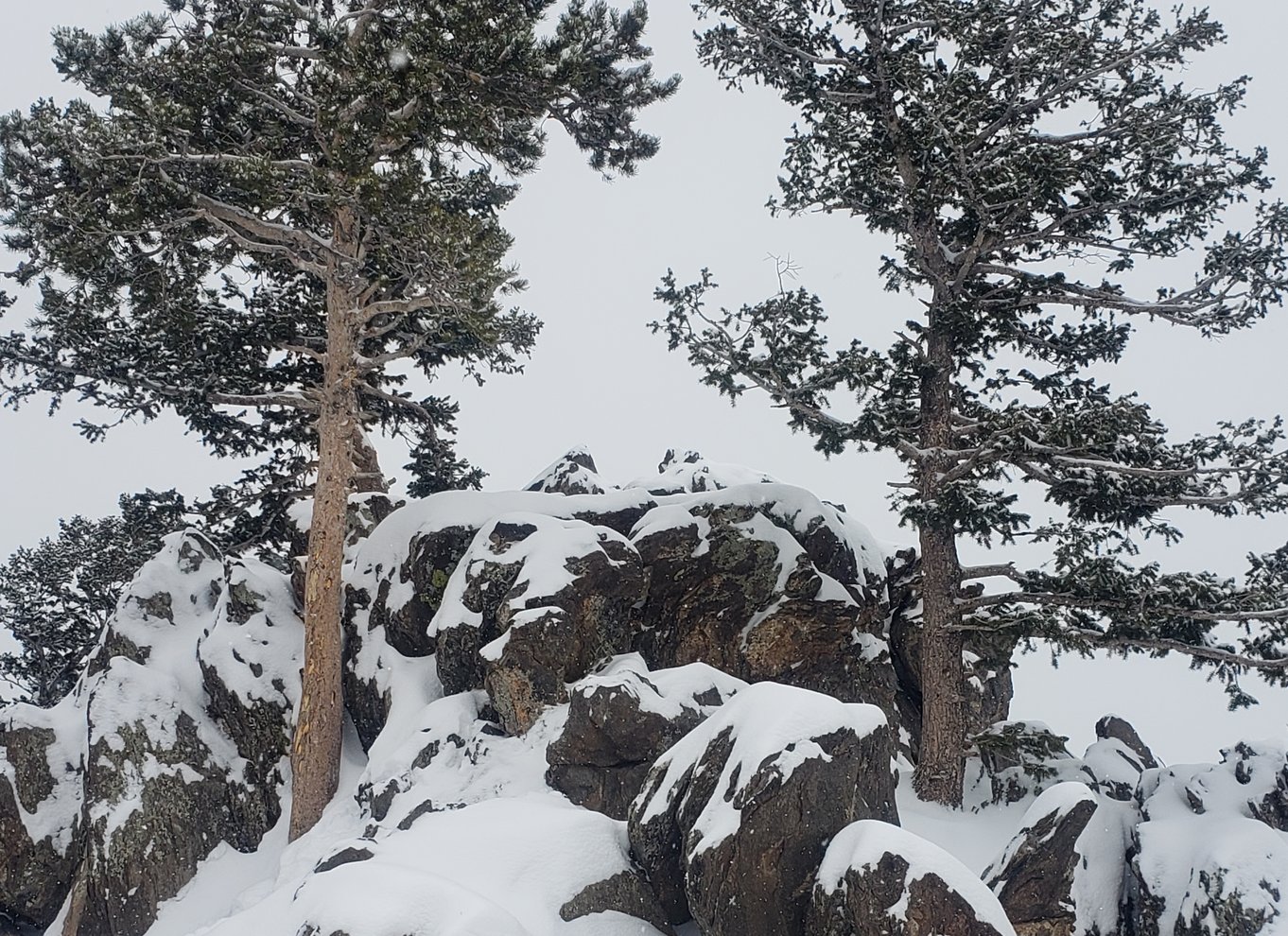 Fra Denver: Rocky Mountain National Park vinter/forårstur