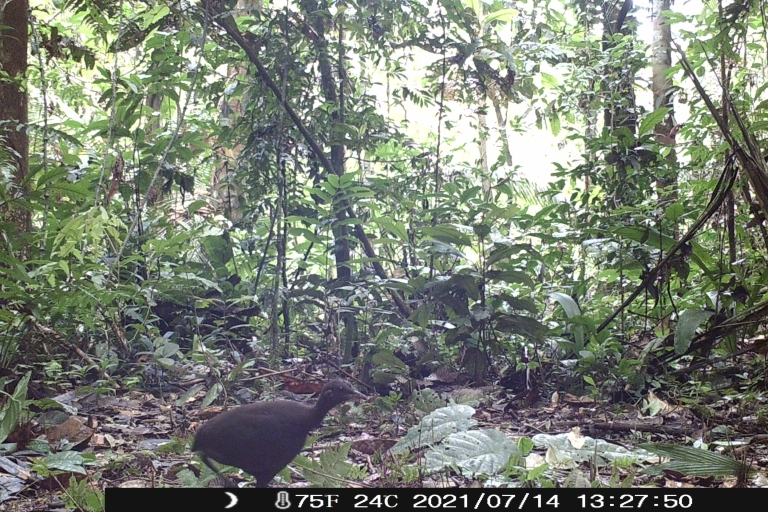 Iquitos: visite de la faune de la réserve nationale d'Allpahuayo-Mishana
