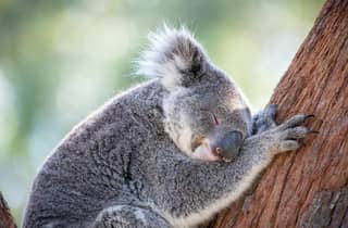 Port Stephens: Koala Sanctuary General Admission Ticket