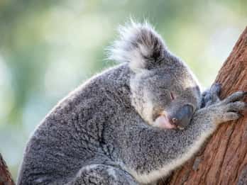 Port Stephens: Koala Sanctuary General Admission Ticket