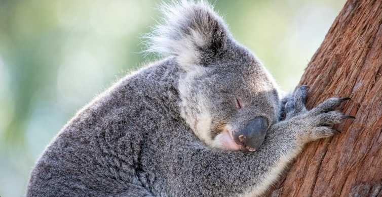 Port Stephens: Koala Sanctuary Všeobecná vstupenka