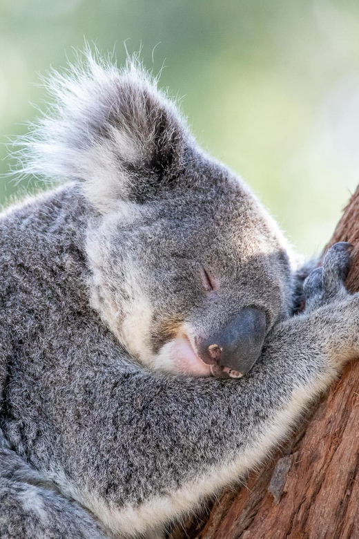コアラ♪さん専用 Amazon.co.jp: すごいコアラ！ 飼育頭数日本一の平川動物公園が教えて