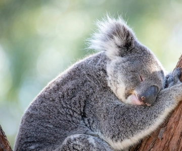 Port Stephens: Koala Sanctuary General Admission Ticket