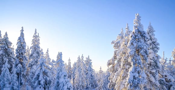 Rovaniemi: Family-Friendly Wilderness Tour & BBQ