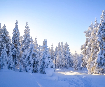 Rovaniemi: Wilderness Tour