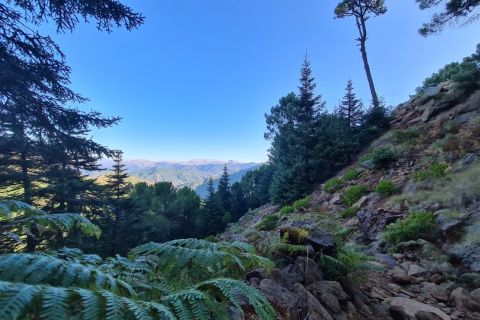 Estepona: Sierra Bermeja Guided Hiking Tour