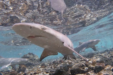 Sal: Pedra de Lume Village, Salt Lake Tour & Shark SwimRondleiding in het Portugees