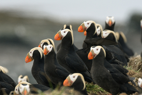 Alaska: Kenai Fjords & Denali National Park 5 Day Adventure Triple Occupancy Room