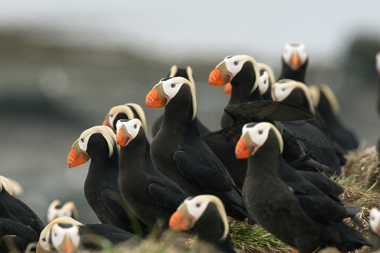 Alaska: Kenai Fjords & Denali National Park 5 Day Adventure Triple Occupancy Room