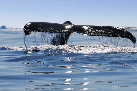 Alaska: Kenai Fjords & Denali National Park 5 Day Adventure Triple Occupancy Room