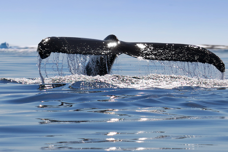 Alaska: Kenai Fjords & Denali National Park 5 Day Adventure Triple Occupancy Room