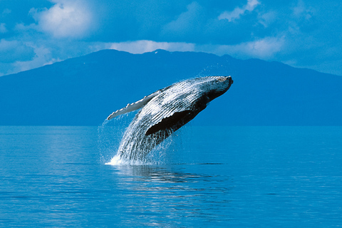 Alaska: Kenai Fjords & Denali National Park 5 Day Adventure Triple Occupancy Room