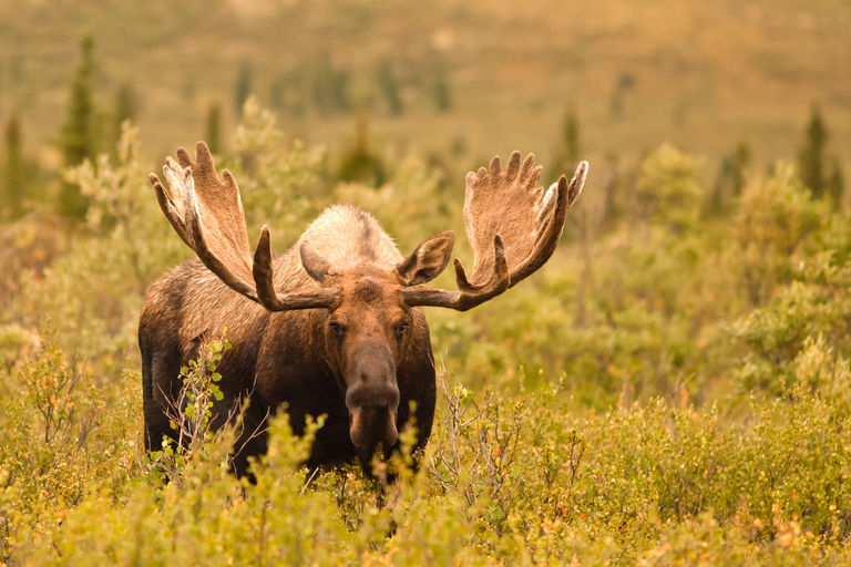 Alaska: Kenai Fjords & Denali National Park 5 Day Adventure Triple Occupancy Room