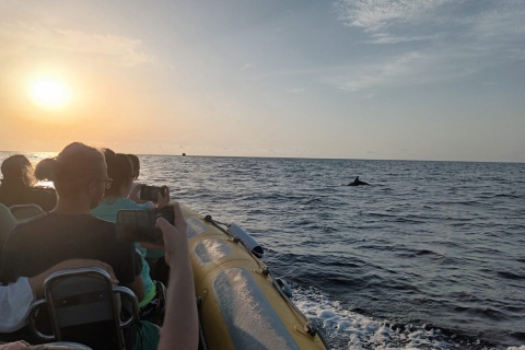 Can Picafort: boottocht om dolfijnen te spottenDolfijnenboottocht vanuit Can Picafort