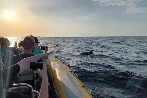 Can Picafort: Bootsfahrt zur DelfinbeobachtungDelphin-Bootsfahrt ab Can Picafort