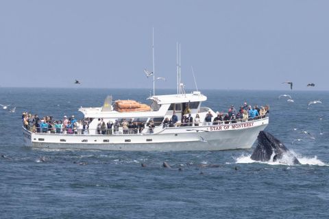 Монтерей: лодочный тур с дельфинами и китами в заливе Монтерей