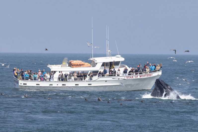 Monterey: excursion en bateau d'observation des dauphins et des baleines dans la baie de Monterey