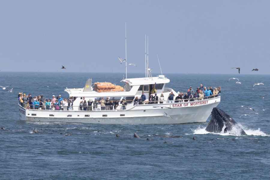 Monterey: Monterey Bay Delfin- und Walbeobachtungstour mit dem Boot. Foto: GetYourGuide