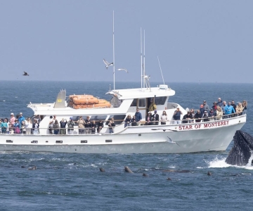 Monterey: Monterey Bay Dolphin and Whale Watching Boat Tour