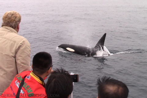 Monterey: Monterey Bay Dolphin and Whale Watching Boat Tour