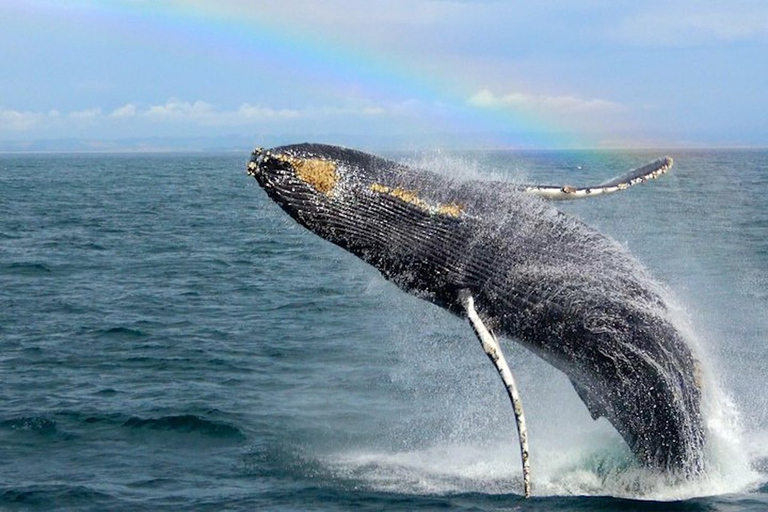 Monterey: Monterey Bay Dolphin and Whale Watching Boat Tour