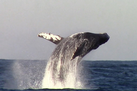 Monterey: Monterey Bay Dolphin and Whale Watching Boat Tour