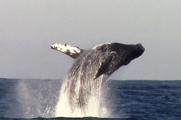 Monterey: Monterey Bay Dolphin and Whale Watching Boat Tour