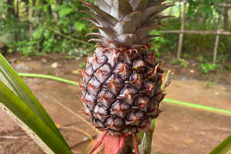Sansibar : Gewürzfarm &amp; Rundgang in Stone Town