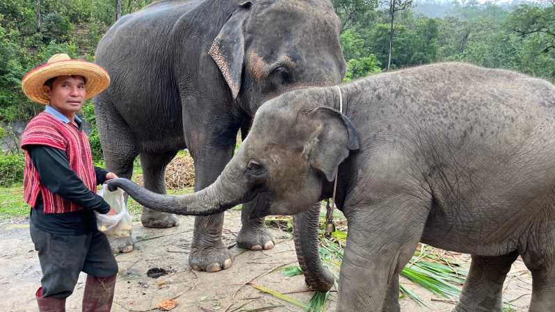 Chiang Mai: Elephant Sanctuary & Waterfall Tour en grupos pequeños