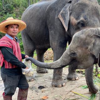 Chiang Mai: tour en grupo pequeño por el santuario de elefantes y la cascada
