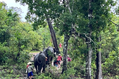 Chiang Mai: visite en petit groupe du sanctuaire des éléphants et de la cascadeVisite avec ramassage à l'hôtel