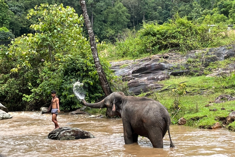 Chiang Mai: Elefanten-Schutzgebiet & Wasserfall Kleingruppen-TourTour mit Hotelabholung