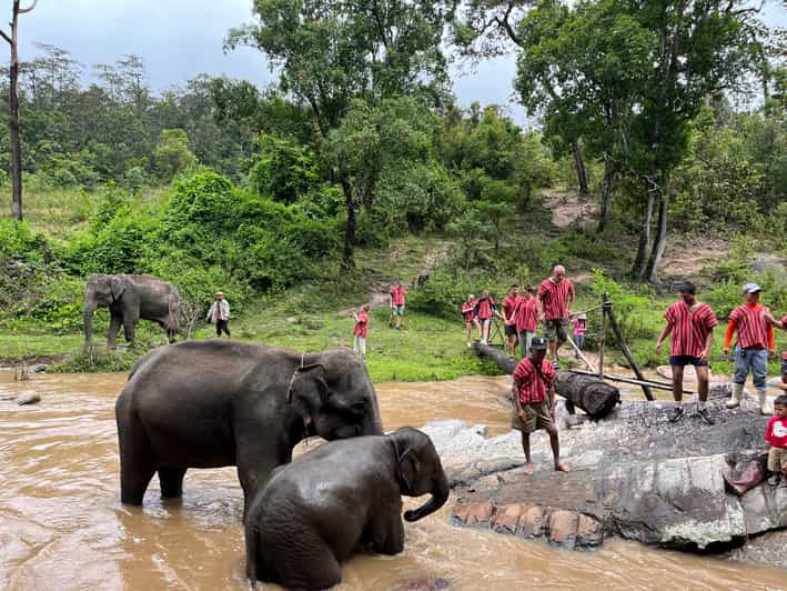 Chiang Mai : visite du sanctuaire des éléphants et des chutes d'eau en
