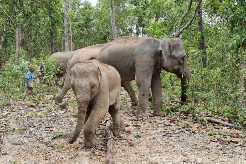 Chiang Mai: cascata, santuario degli elefanti e rafting in bambù