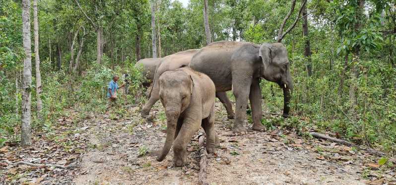 Chiang Mai: wodospad, rezerwat słoni i spływ bambusowy