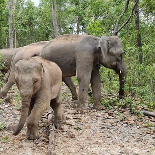 Chiang Mai: cascada, santuario de elefantes y rafting