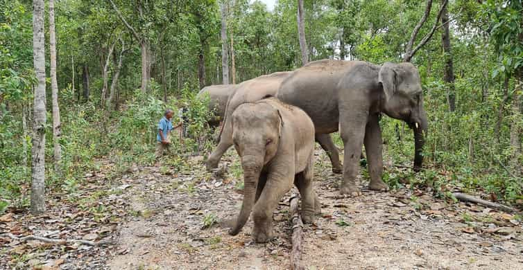 Chiang Mai Waterfall Elephant Sanctuary and Bamboo Rafting GetYourGuide