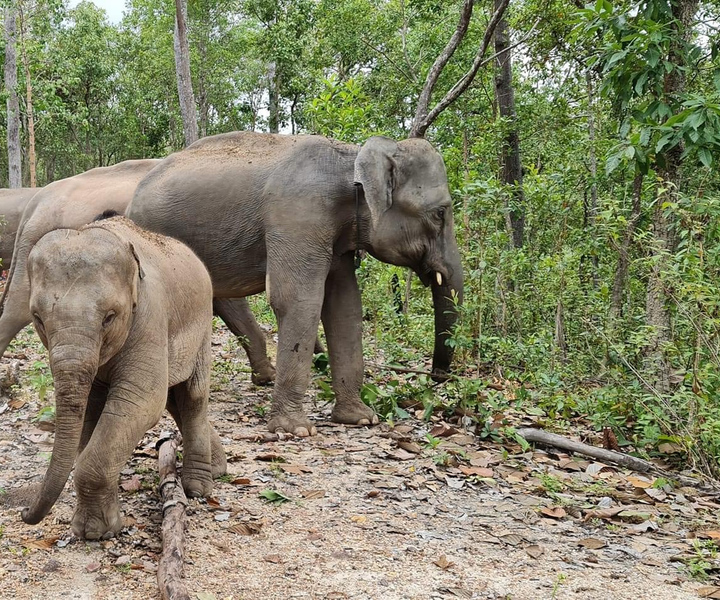 Chiang Mai: Mai Mai: Vesiputous, norsujen suojelualue ja bambu koskenlasku.