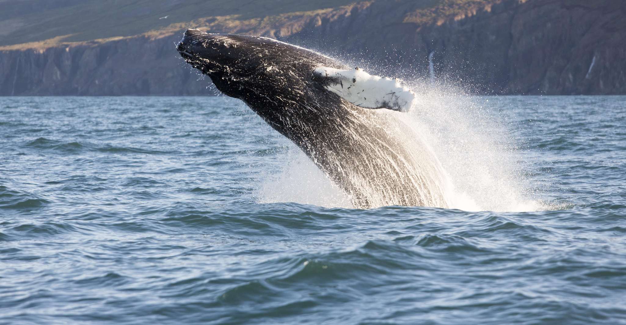 Húsavík, Big Whales and Puffin Island Speedboat Tour - Housity