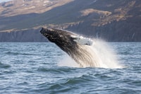 Húsavík, Big Ballyes y Puffin Island Speedboat Tour - Housity