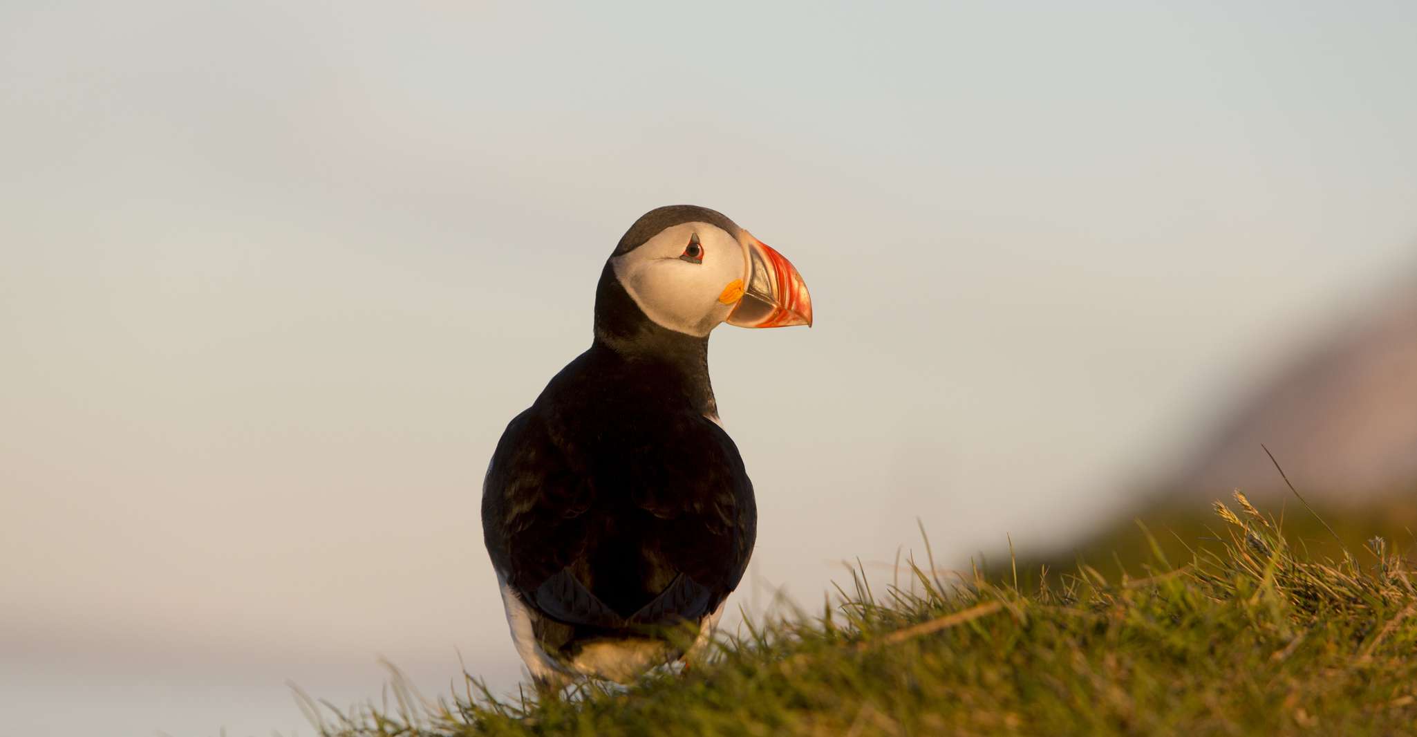 Húsavík, Big Whales and Puffin Island Speedboat Tour - Housity