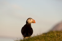 Húsavík, Big Ballyes y Puffin Island Speedboat Tour - Housity