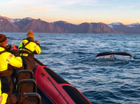 Húsavík, Big Ballyes y Puffin Island Speedboat Tour - Housity
