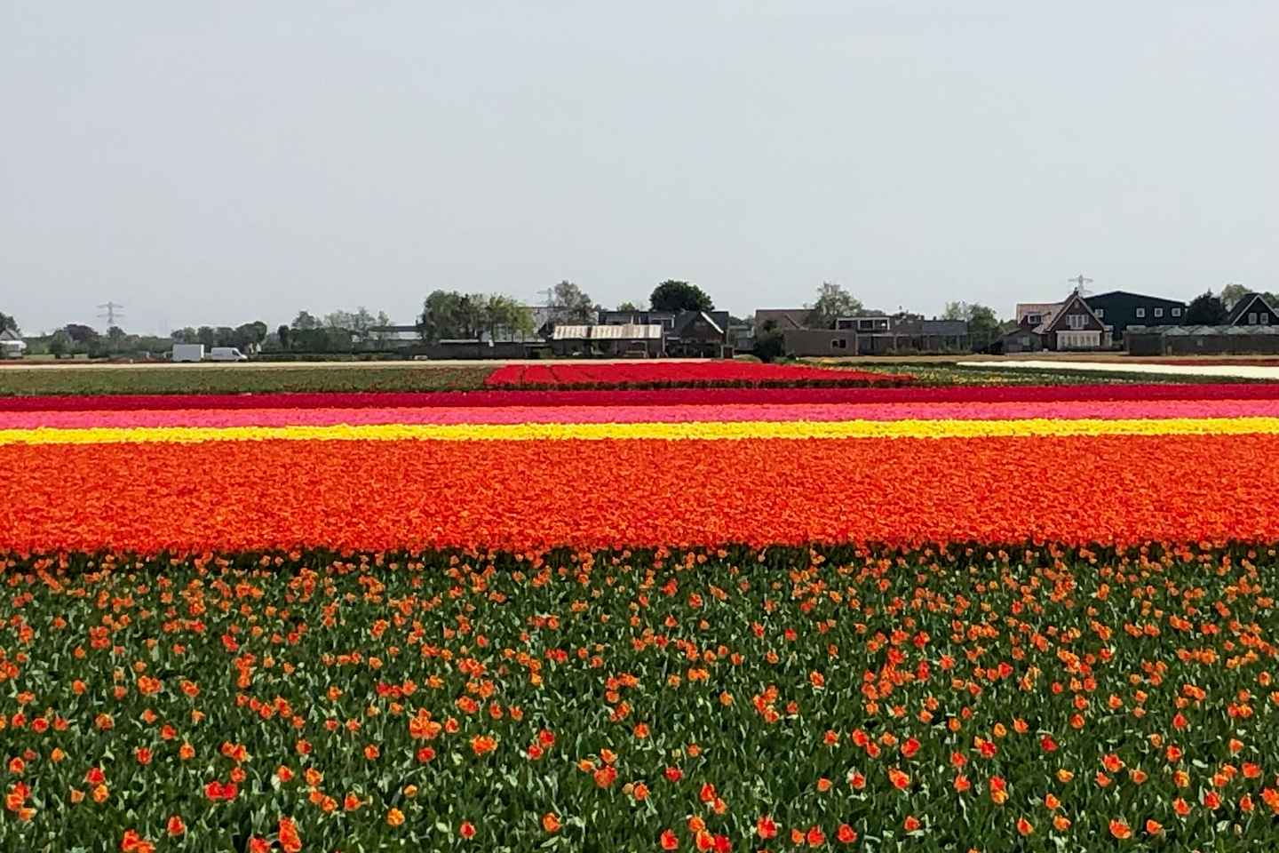 Keukenhof, Tulip Farm, Flower Fields & Windmills