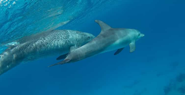 $17 for a 90-Minute Dolphin-Watch Cruise for One from Pure Naples ($35  Value)