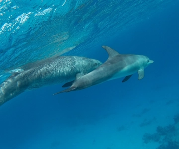Hurghada: Luxury Snorkeling 5 x 1 Yacht Trip to Orange Bay