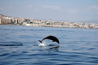 Benalmadena，海豚观看船游览 - Housity